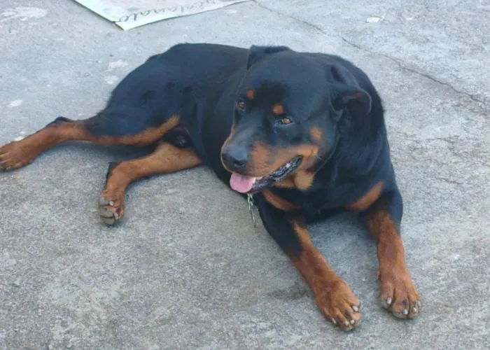 Cachorro raça Rottweiler idade 6 ou mais anos nome Thanos