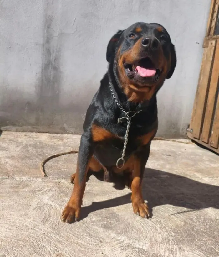 Cachorro raça Rottweiler idade 6 ou mais anos nome Thanos