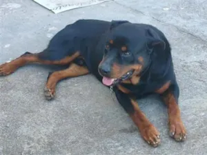 Cachorro raça Rottweiler idade 6 ou mais anos nome Thanos