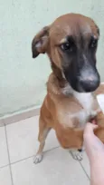 Scooby