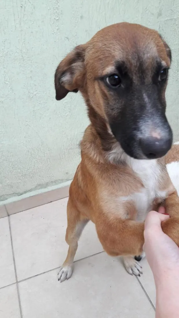 Cachorro raça SRD-ViraLata idade 6 ou mais anos nome Scooby