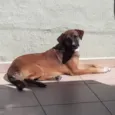 Scooby