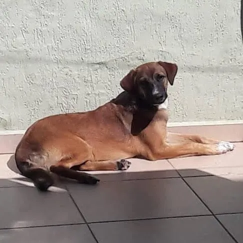 Cachorro raça SRD-ViraLata idade 6 ou mais anos nome Scooby