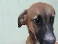 Scooby
