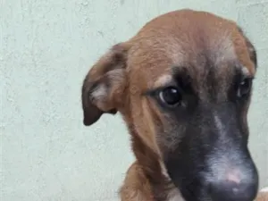 Cachorro raça SRD-ViraLata idade 6 ou mais anos nome Scooby