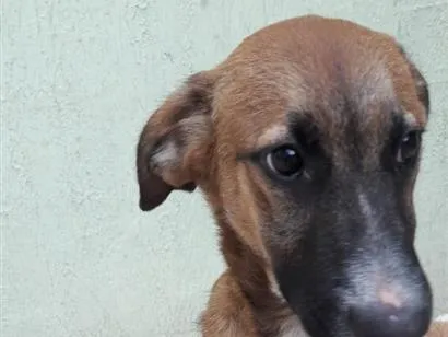 Cachorro raça SRD-ViraLata idade 6 ou mais anos nome Scooby