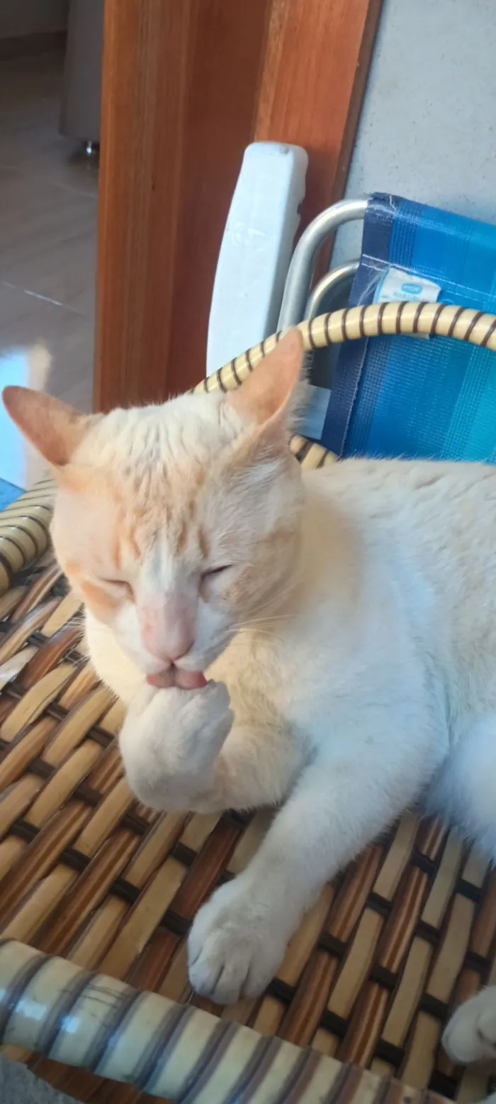 Gato raça SRD-ViraLata idade 1 ano nome algodão 