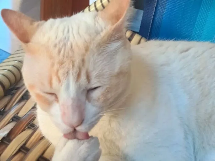 Gato raça SRD-ViraLata idade 1 ano nome algodão 