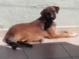Scooby