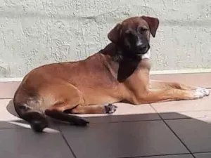 Cachorro raça SRD-ViraLata idade 6 ou mais anos nome Scooby