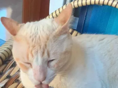 Gato raça SRD-ViraLata idade 1 ano nome algodão 