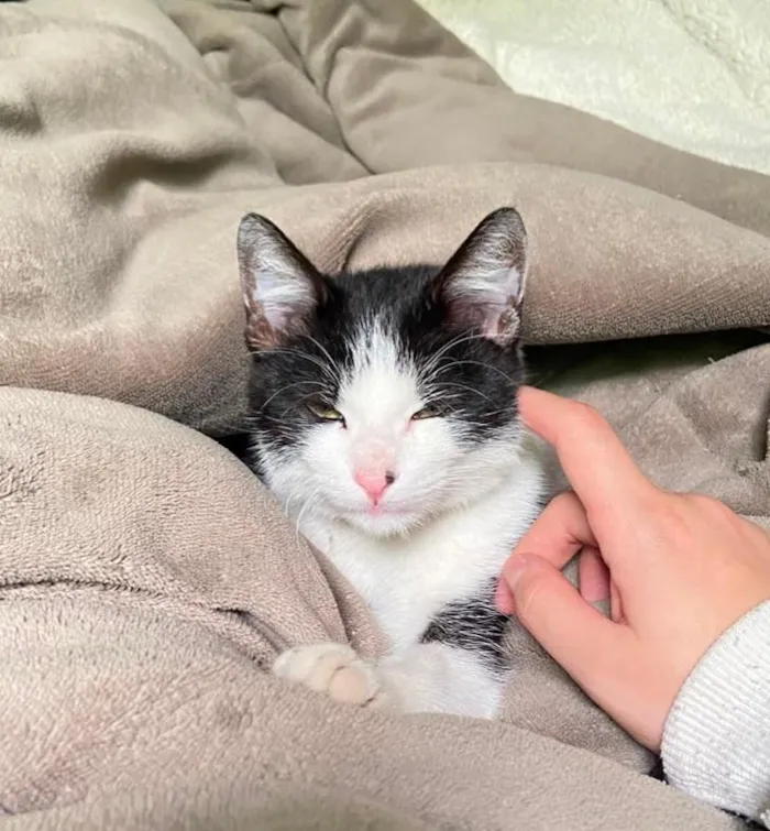 Gato raça SRD-ViraLata idade 2 a 6 meses nome Jk (Jay Kay)