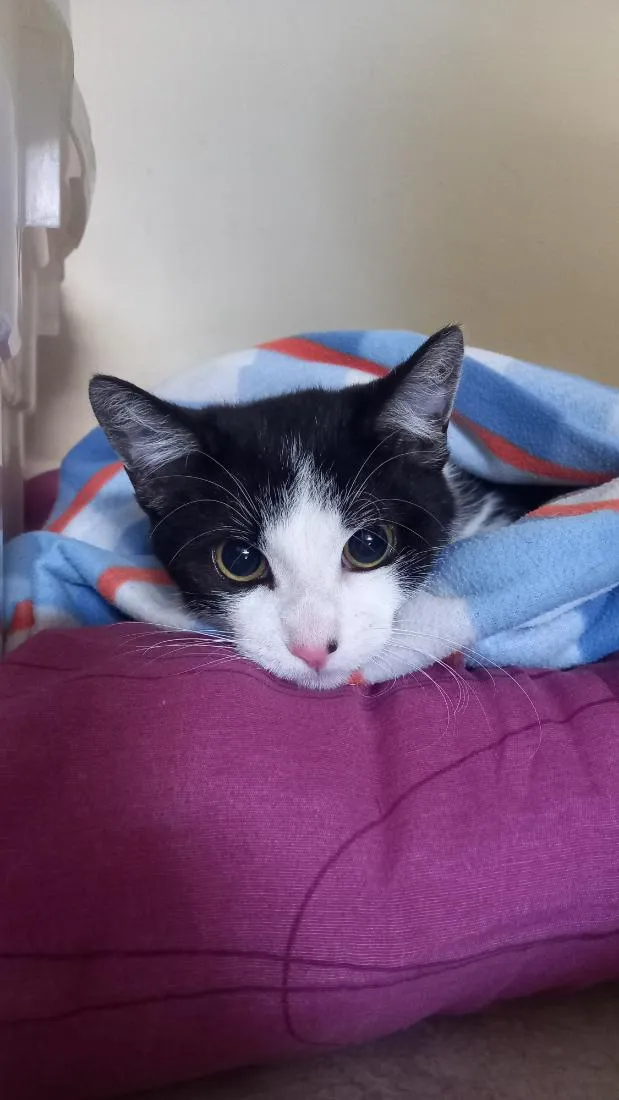 Gato raça SRD-ViraLata idade 2 a 6 meses nome Jk (Jay Kay)
