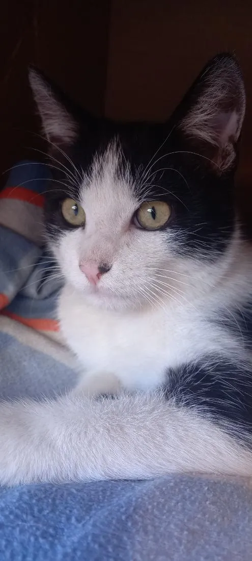 Gato raça SRD-ViraLata idade 2 a 6 meses nome Jk (Jay Kay)