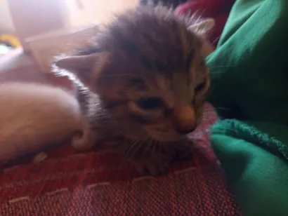 Gato raça SRD-ViraLata idade Abaixo de 2 meses nome 5 gatos 