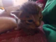 5 gatos 