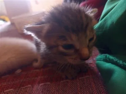 Gato raça SRD-ViraLata idade Abaixo de 2 meses nome 5 gatos 