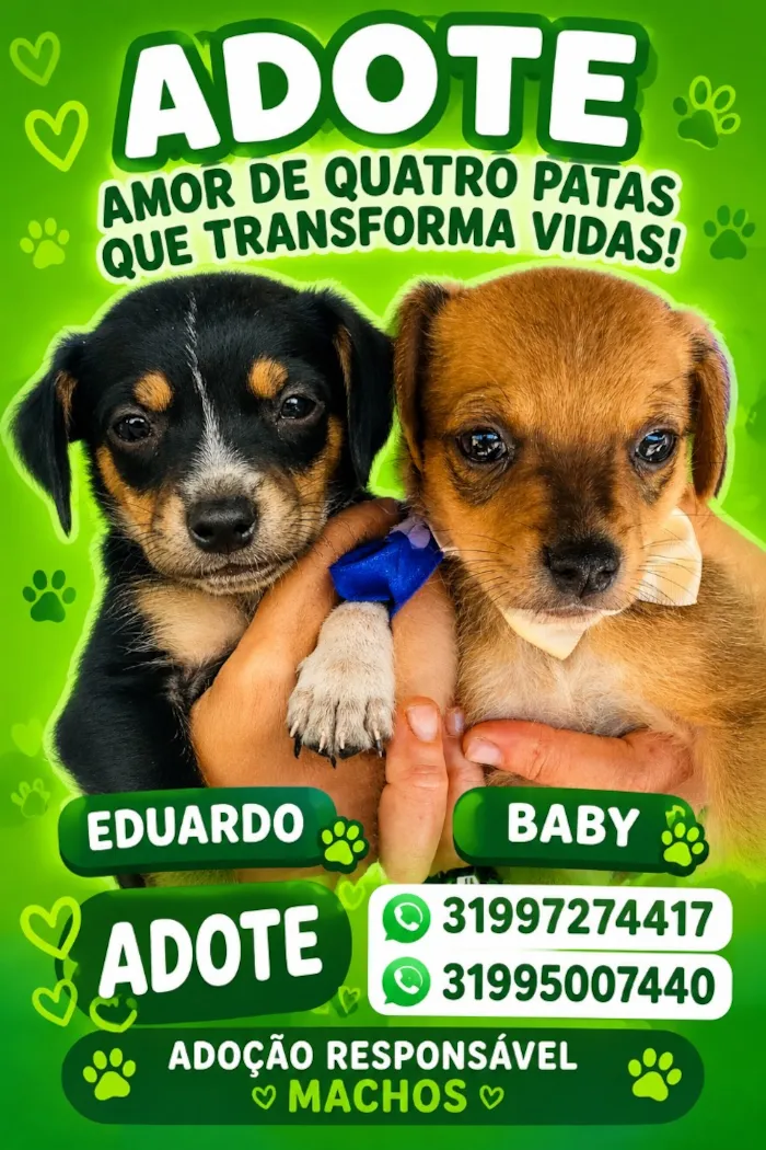 Cachorro raça SRD-ViraLata idade 2 a 6 meses nome Baby