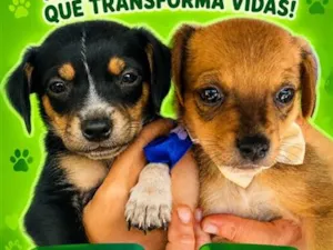 Cachorro raça SRD-ViraLata idade 2 a 6 meses nome Baby