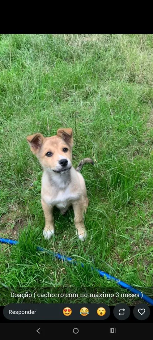 Cachorro raça SRD-ViraLata idade 2 a 6 meses nome ozzy
