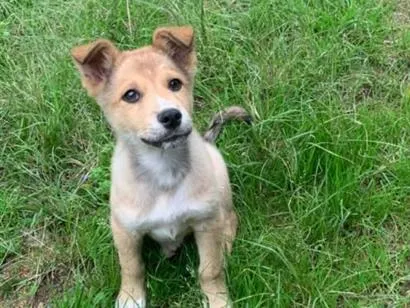 Cachorro raça SRD-ViraLata idade 2 a 6 meses nome ozzy