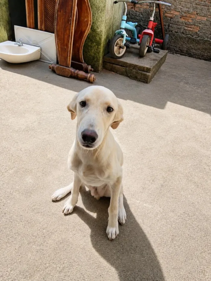 Cachorro raça SRD-ViraLata idade 7 a 11 meses nome shelby