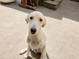 Cachorro raça SRD-ViraLata idade 7 a 11 meses nome shelby
