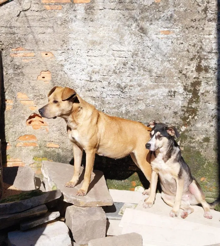 Cachorro raça SRD-ViraLata idade 3 anos nome Pandora