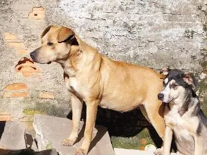 Cachorro raça SRD-ViraLata idade 3 anos nome Pandora