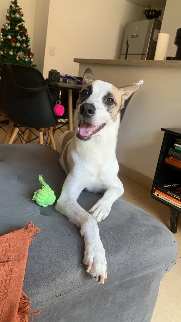 Cachorro raça SRD-ViraLata idade 2 anos nome Kobe