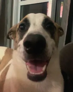 Cachorro raça SRD-ViraLata idade 2 anos nome Kobe