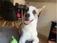 Kobe