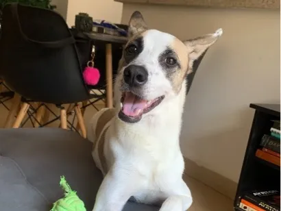 Cachorro raça SRD-ViraLata idade 2 anos nome Kobe