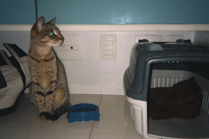 Gato raça SRD-ViraLata idade 2 a 6 meses nome Madalena