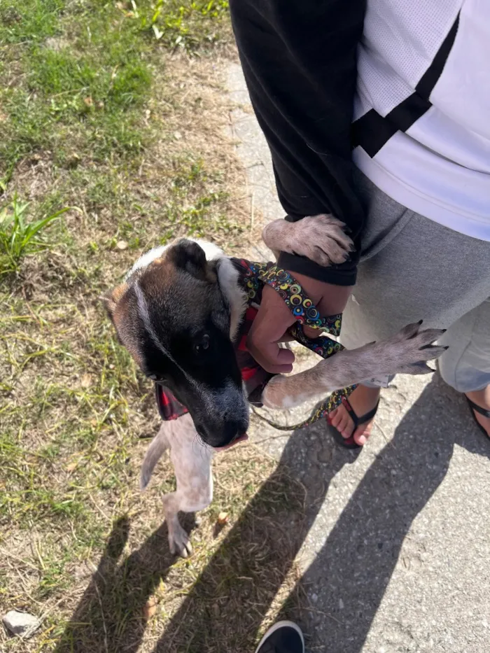 Cachorro raça SRD-ViraLata idade 2 a 6 meses nome Remy