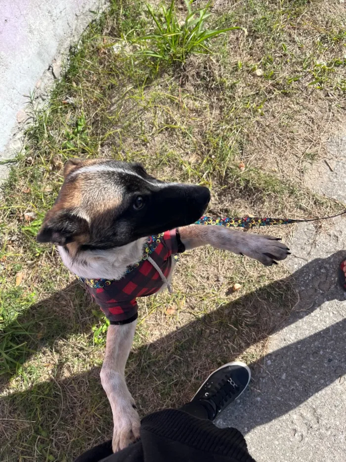 Cachorro raça SRD-ViraLata idade 2 a 6 meses nome Remy