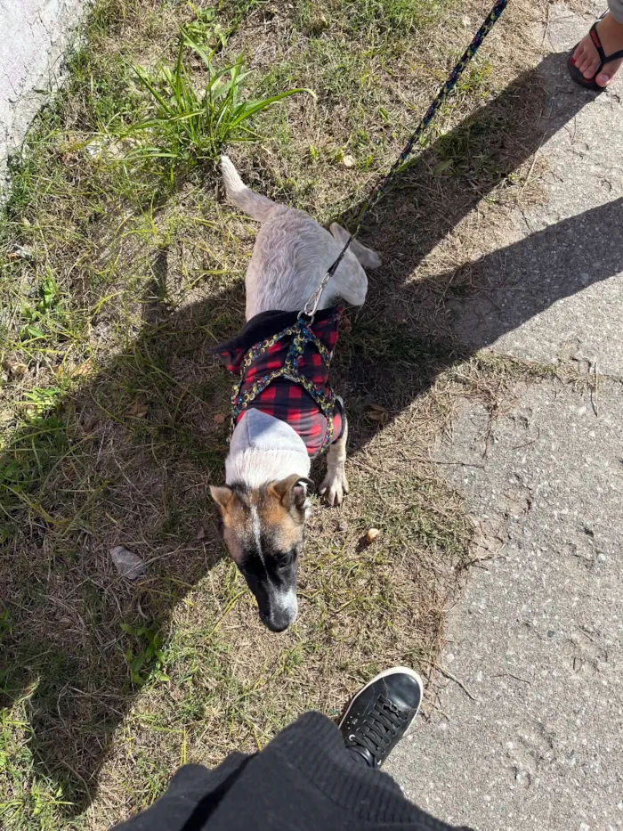 Cachorro raça SRD-ViraLata idade 2 a 6 meses nome Remy