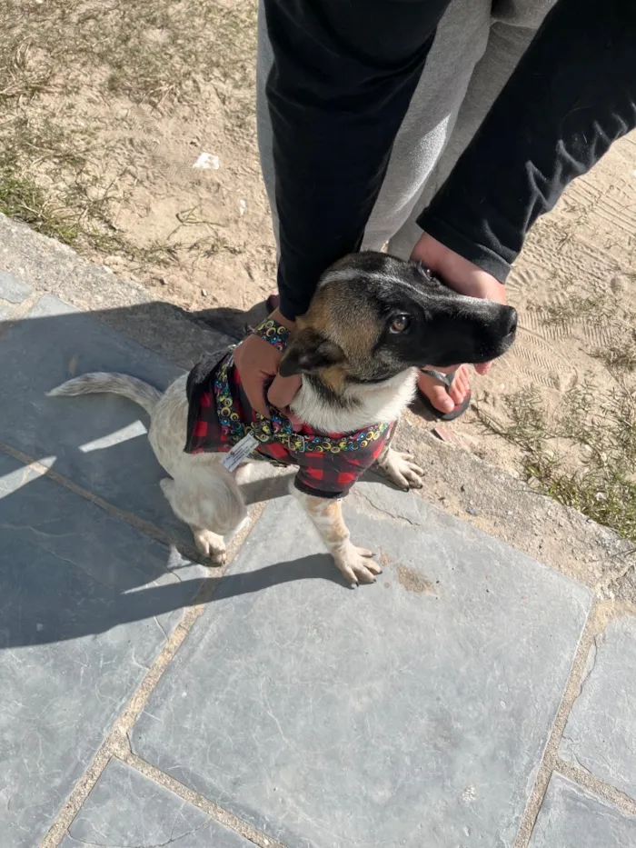 Cachorro raça SRD-ViraLata idade 2 a 6 meses nome Remy