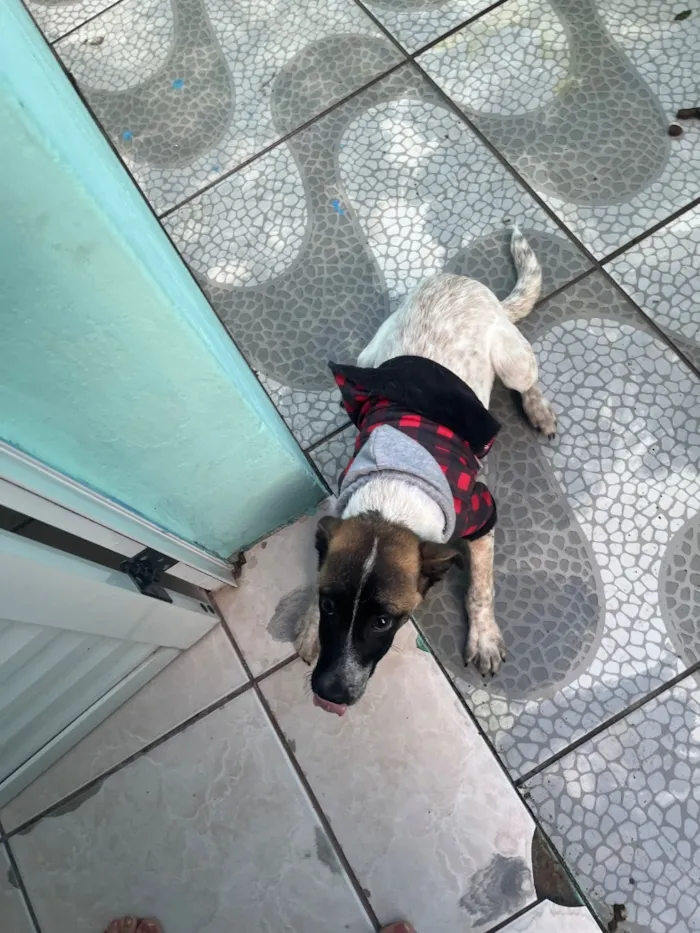Cachorro raça SRD-ViraLata idade 2 a 6 meses nome Remy