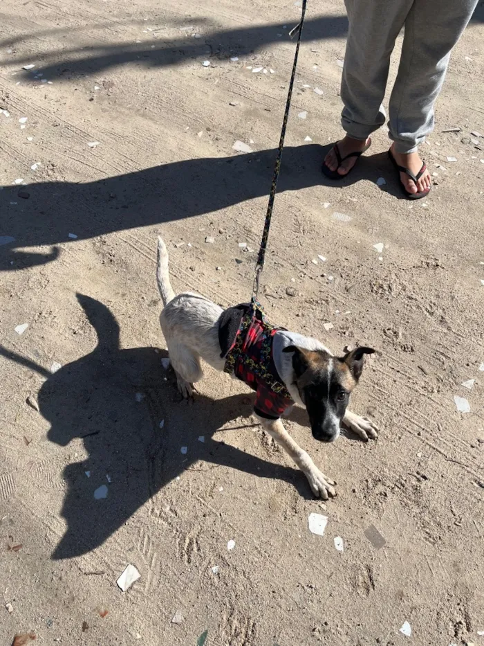 Cachorro raça SRD-ViraLata idade 2 a 6 meses nome Remy