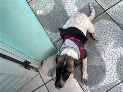 Cachorro raça SRD-ViraLata idade 2 a 6 meses nome Remy