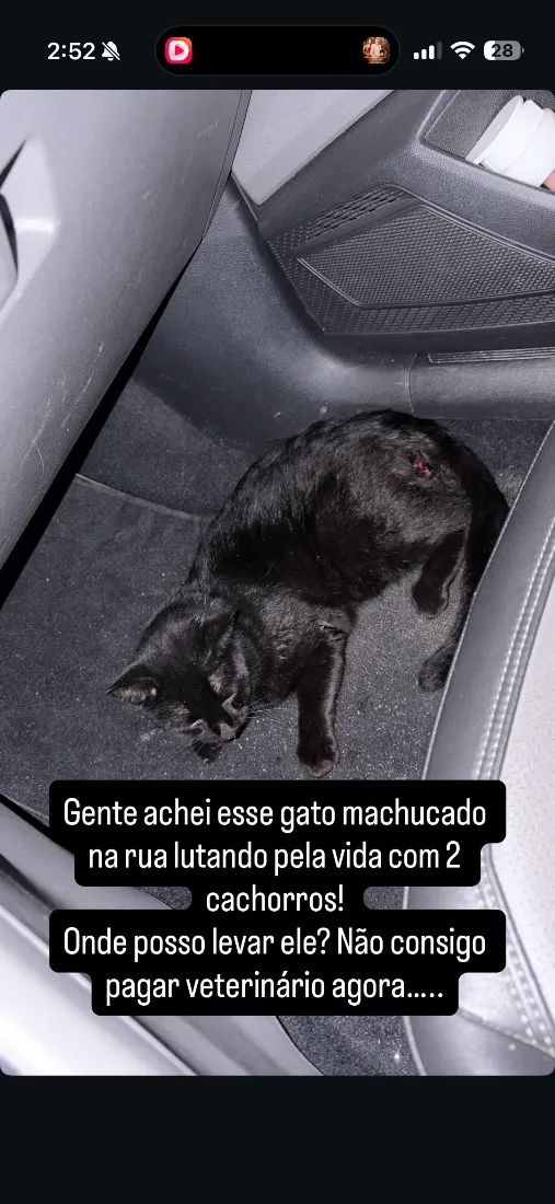 Gato raça SRD-ViraLata idade 2 anos nome Cafe