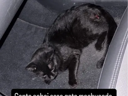 Gato raça SRD-ViraLata idade 2 anos nome Cafe