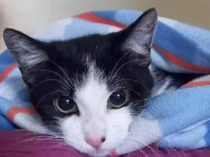 Gato raça SRD-ViraLata idade 2 a 6 meses nome Jk (Jay Kay)