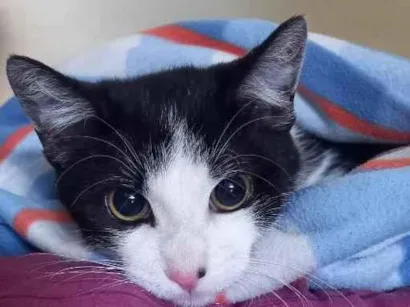 Gato raça SRD-ViraLata idade 2 a 6 meses nome Jk (Jay Kay)