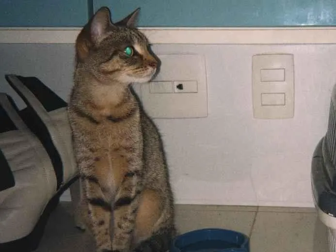 Gato raça SRD-ViraLata idade 2 a 6 meses nome Madalena