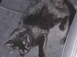 Gato raça SRD-ViraLata idade 2 anos nome Cafe