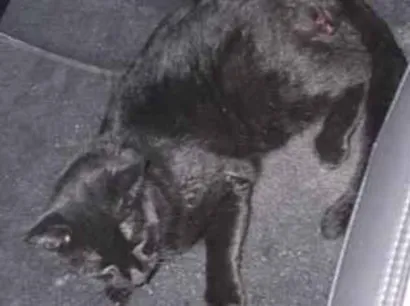 Gato raça SRD-ViraLata idade 2 anos nome Cafe