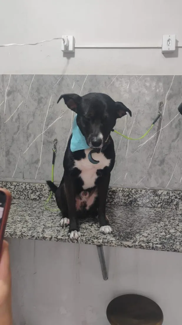 Cachorro raça SRD-ViraLata idade 1 ano nome Sirius