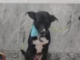 Sirius